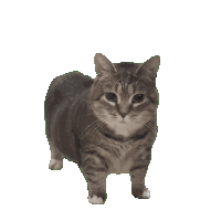 the neocities cat